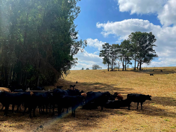Imagem Fazenda à Venda, 92 m² em Poços De Caldas Imagem Fazenda à Venda, 92 m² em Poços De Caldas