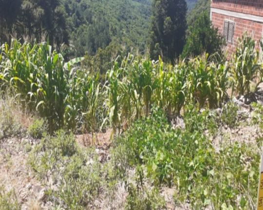 Imagem Imóvel à Venda, 539 m² em Centro - Nova Petrópolis Imagem Imóvel à Venda, 539 m² em Centro - Nova Petrópolis