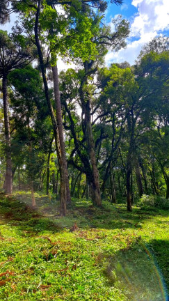 Imagem Chácara com 1 Quarto à Venda, 6.050 m² em Jardim Bela Vista - Balsa Nova