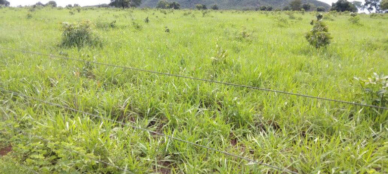 Imagem Fazenda à Venda, 121 m² em Zona Rural - Montes Claros De Goiás Imagem Fazenda à Venda, 121 m² em Zona Rural - Montes Claros De Goiás