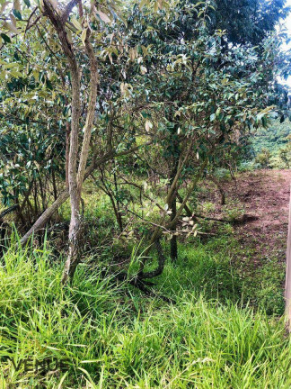 Imagem Terreno à Venda, 1 m² em Pau Arcado - Campo Limpo Paulista Imagem Terreno à Venda, 1 m² em Pau Arcado - Campo Limpo Paulista