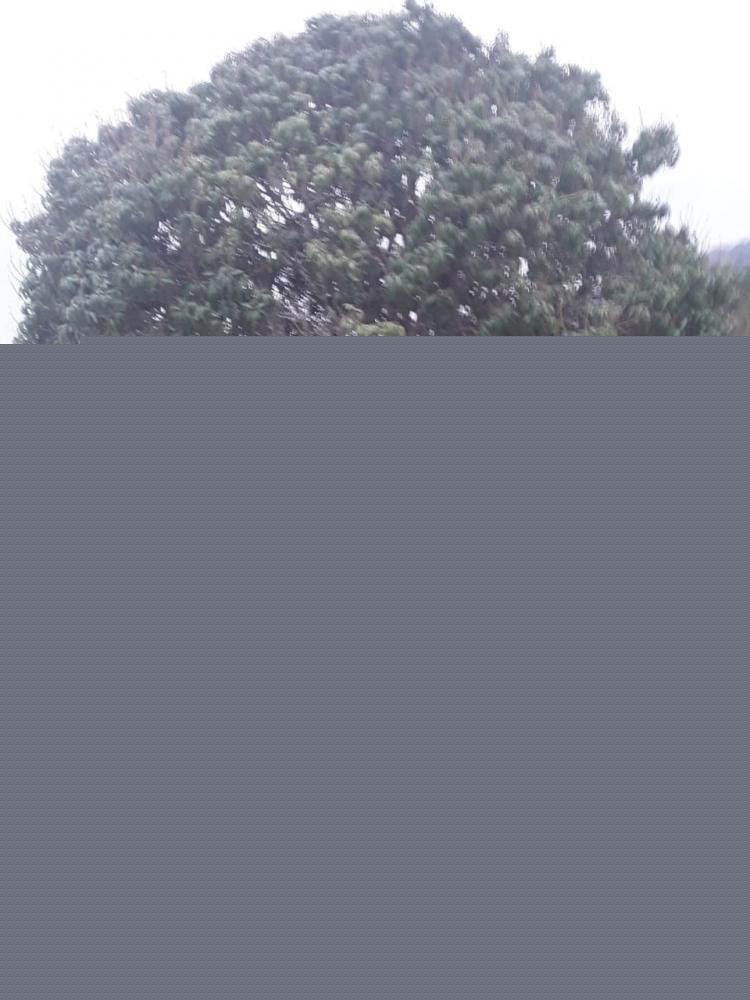 Imagem Terreno à Venda, 1.600 m² em Caete (mailasqui) - São Roque
