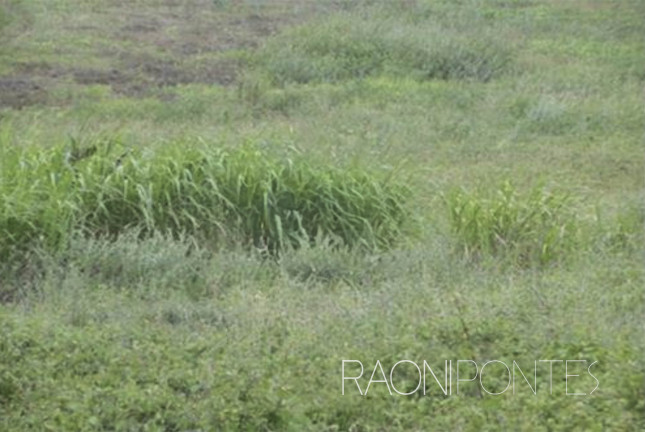 Imagem Fazenda à Venda, 1.710.000 m² em Zona Rural - São Pedro Imagem Fazenda à Venda, 1.710.000 m² em Zona Rural - São Pedro