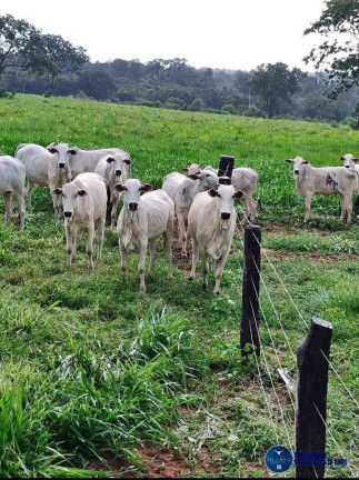 Imagem Fazenda à Venda, 123 m² em Zona Rural - Torixoréu Imagem Fazenda à Venda, 123 m² em Zona Rural - Torixoréu