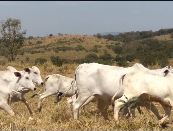 Imagem Fazenda à Venda, 411 m² em Nobres Imagem Fazenda à Venda, 411 m² em Nobres