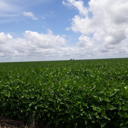 Imagem Fazenda à Venda, 910 m² em Rural - São Francisco Do Maranhão