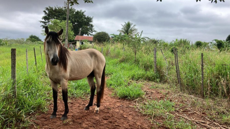 Imagem Imóvel à Venda, 60.500 m² em área Rural De Fernão - Fernão Imagem Imóvel à Venda, 60.500 m² em área Rural De Fernão - Fernão