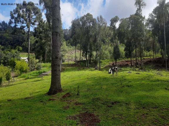 Imagem Terreno à Venda, 2 m² em Linha Imperial - Nova Petrópolis Imagem Terreno à Venda, 2 m² em Linha Imperial - Nova Petrópolis