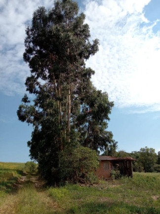 Imagem Imóvel com 3 Quartos à Venda, 130.000 m² em Cantagalo - Antônio Olinto Imagem Imóvel com 3 Quartos à Venda, 130.000 m² em Cantagalo - Antônio Olinto