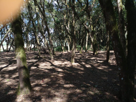 Imagem Terreno à Venda, 20.000 m² em Campo Largo Da Roseira - São José Dos Pinhais Imagem Terreno à Venda, 20.000 m² em Campo Largo Da Roseira - São José Dos Pinhais
