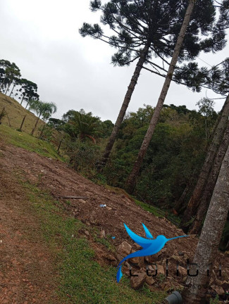 Imagem Chácara com 2 Quartos à Venda, 5.300 m² em Rio Da Várzea - Agudos Do Sul Imagem Chácara com 2 Quartos à Venda, 5.300 m² em Rio Da Várzea - Agudos Do Sul