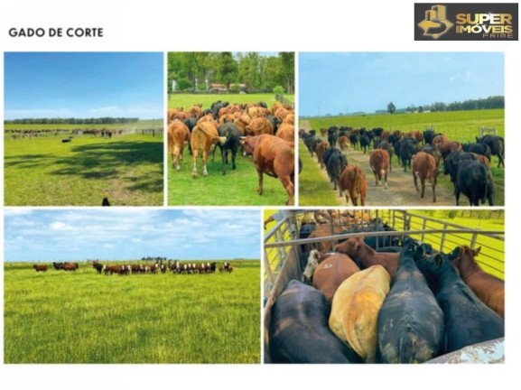 Imagem Imóvel com 3 Quartos à Venda, 25.000.000 m² em Prado - Santana Do Livramento