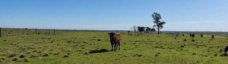 Imagem Imóvel com 2 Quartos à Venda, 1.300 m² em Santana Do Livramento Imagem Imóvel com 2 Quartos à Venda, 1.300 m² em Santana Do Livramento