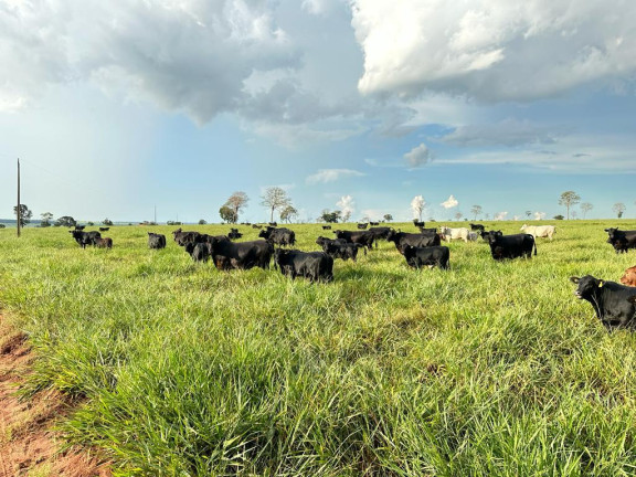Imagem Fazenda à Venda, 5.793 m² em Rural - Nova Andradina