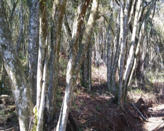Imagem Terreno à Venda, 6.210 m² em Linha Imperial - Nova Petrópolis Imagem Terreno à Venda, 6.210 m² em Linha Imperial - Nova Petrópolis