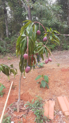 Imagem Fazenda à Venda, 2.051 m² em Centro - Mairiporã