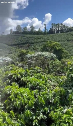 Imagem Fazenda à Venda, 11 m² em Manhumirim