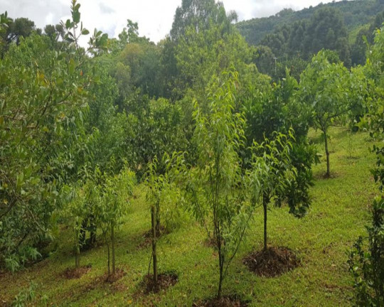 Imagem Imóvel com 3 Quartos à Venda, 3.271 m² em Linha Imperial - Nova Petrópolis Imagem Imóvel com 3 Quartos à Venda, 3.271 m² em Linha Imperial - Nova Petrópolis