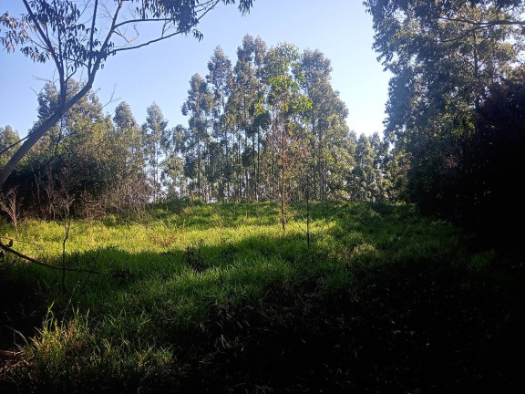 Imagem Chácara à Venda, 29.000 m² em Pimenta - Viamão