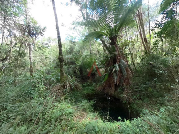 Imagem Fazenda à Venda, 20.000 m² em Jordão - Guarapuava Imagem Fazenda à Venda, 20.000 m² em Jordão - Guarapuava