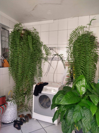 Casa com 3 Quartos à Venda,  em Vila Dalila - São Paulo