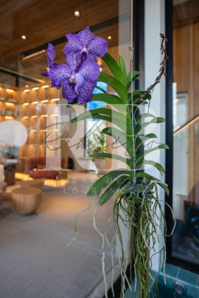 Imagem Imóvel com 5 Quartos à Venda, 854 m² em Riviera - Bertioga Imagem Imóvel com 5 Quartos à Venda, 854 m² em Riviera - Bertioga