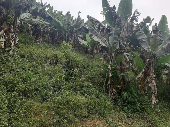 Imagem Chácara com 3 Quartos à Venda, 250 m² em Pouso Alto - Natividade Da Serra Imagem Chácara com 3 Quartos à Venda, 250 m² em Pouso Alto - Natividade Da Serra