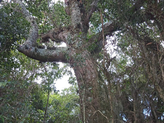 Imagem Chácara à Venda, 20.000 m² em águas Claras - Viamão