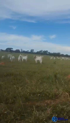Imagem Fazenda à Venda, 102 m² em Zona Rural - Bom Jardim De Goiás Imagem Fazenda à Venda, 102 m² em Zona Rural - Bom Jardim De Goiás