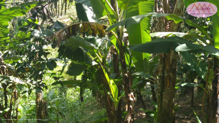 Imagem Imóvel com 4 Quartos à Venda, 80 m² em Cipo Embu Guacu - Embu-guaçu