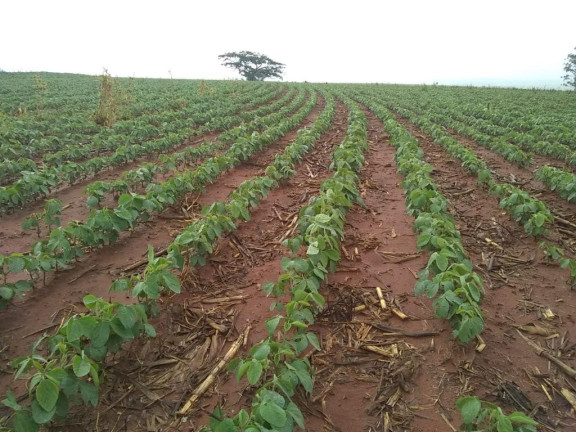 Imagem Fazenda à Venda, 632 m² em Rural - Echaporã