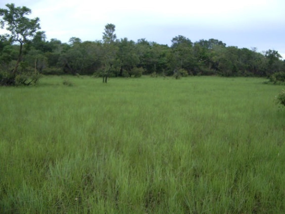 Imagem Imóvel à Venda, em Região Do Araguaia Xingu - São Félix Do Araguaia Imagem Imóvel à Venda, em Região Do Araguaia Xingu - São Félix Do Araguaia