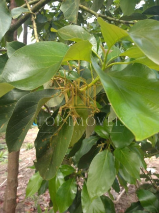 Imagem Terreno à Venda, 1.100 m² em Veraneio Ijal - Jacareí Imagem Terreno à Venda, 1.100 m² em Veraneio Ijal - Jacareí