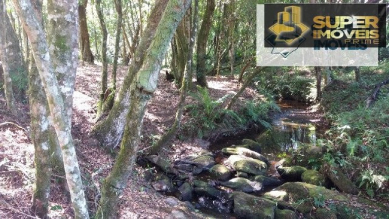 Imagem Imóvel com 1 Quarto à Venda, 30.000 m² em Cascata - Pelotas