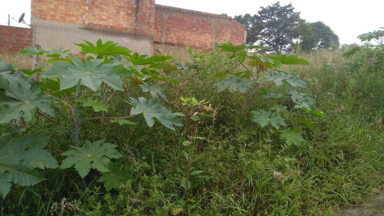 Imagem Terreno à Venda, 413 m² em Belvedere - Ribeirão Das Neves