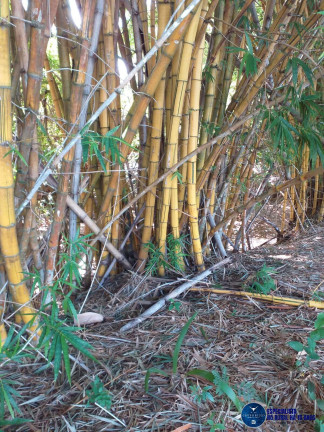Imagem Fazenda à Venda, 46 m² em Zona Rural - Matrinchã Imagem Fazenda à Venda, 46 m² em Zona Rural - Matrinchã