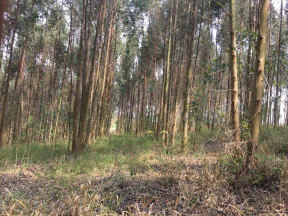Imagem Chácara à Venda, 24.200 m² em Piedade Imagem Chácara à Venda, 24.200 m² em Piedade