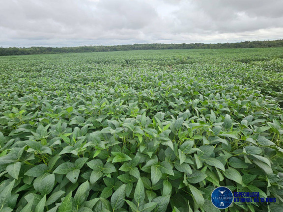Imagem Fazenda à Venda, 1 m² em Zona Rural - Palmeirante Imagem Fazenda à Venda, 1 m² em Zona Rural - Palmeirante