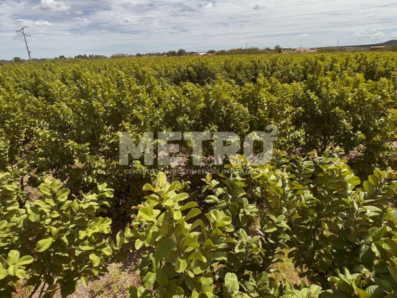 Imagem Fazenda à Venda, em área Rual - Petrolina Imagem Fazenda à Venda, em área Rual - Petrolina