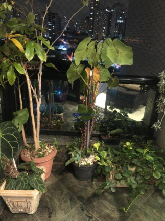 Imagem Apartamento com 3 Quartos à Venda, 105 m² em Vila Regente Feijó - São Paulo Imagem Apartamento com 3 Quartos à Venda, 105 m² em Vila Regente Feijó - São Paulo