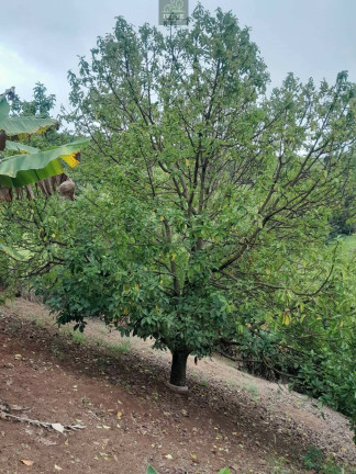 Imagem Casa com 4 Quartos à Venda, 3.000 m² em Rio Do Peixe - Socorro Imagem Casa com 4 Quartos à Venda, 3.000 m² em Rio Do Peixe - Socorro