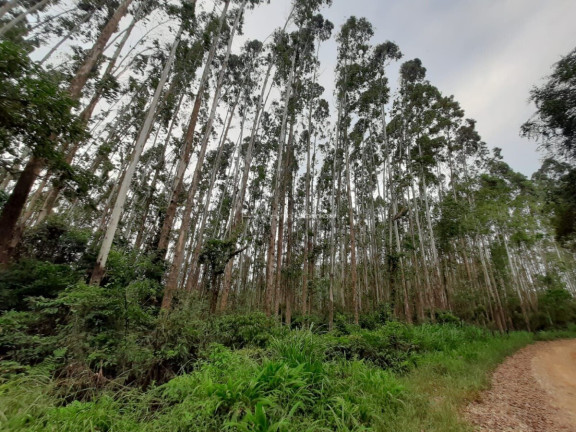 Imagem Fazenda à Venda, 127.997 m² em Pacotuba - Almirante Tamandaré