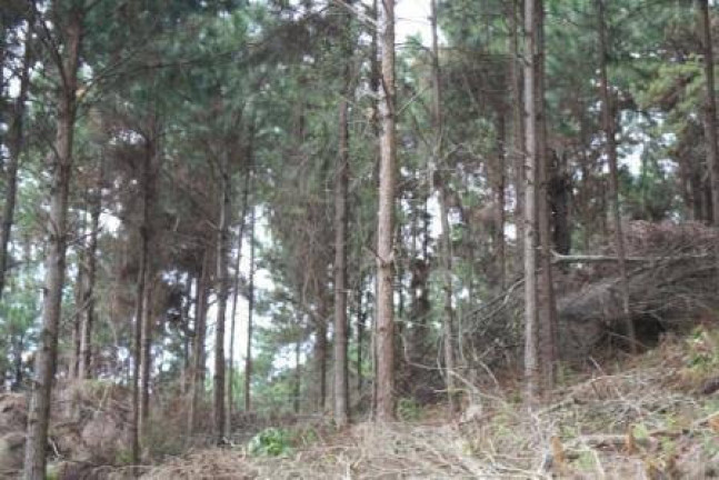 Imagem Terreno à Venda, 22 m² em Vargem Pequena - Florianópolis Imagem Terreno à Venda, 22 m² em Vargem Pequena - Florianópolis