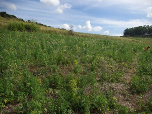Imagem Imóvel à Venda, 435.600 m² em Zona Rural - Jacui