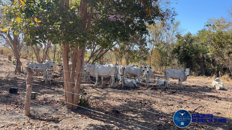 Imagem Chácara à Venda, 15 m² em Zona Rural - Faina Imagem Chácara à Venda, 15 m² em Zona Rural - Faina
