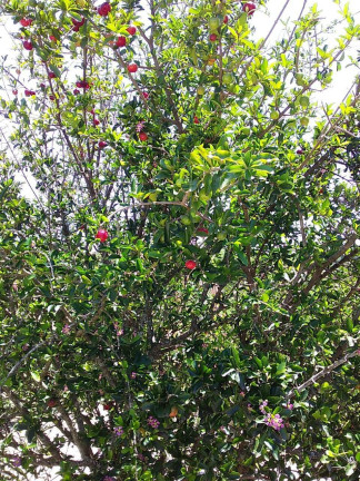 Imagem Chácara com 2 Quartos à Venda, 1 m² em Araçoiaba Da Serra Imagem Chácara com 2 Quartos à Venda, 1 m² em Araçoiaba Da Serra