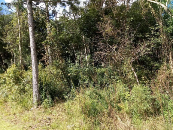Imagem Terreno à Venda, 370 m² em Linha Imperial - Nova Petrópolis Imagem Terreno à Venda, 370 m² em Linha Imperial - Nova Petrópolis
