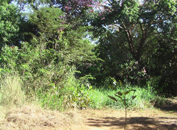 Imagem Imóvel com 1 Quarto à Venda, 21.000 m² em Zona Rural - Palmeiras (dois Irmãos Do Buriti)