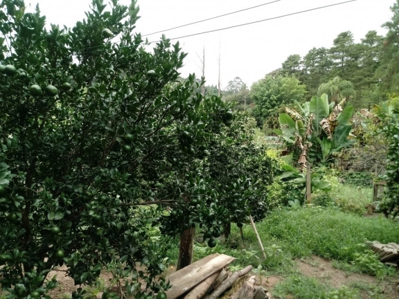 Imagem Chácara com 2 Quartos à Venda, 2.510 m² em Terra Preta - Mairiporã Imagem Chácara com 2 Quartos à Venda, 2.510 m² em Terra Preta - Mairiporã