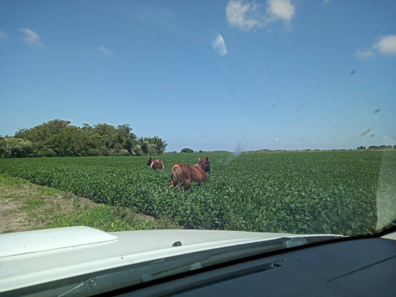 Imagem Chácara à Venda, 194 m² em águas Claras - Viamão